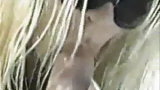 3 chơi quái vật được chọc từ đằng phim sex xxx video sau